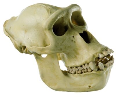 Teschio di gorilla
