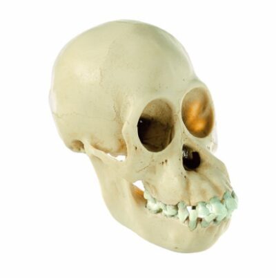 Cranio di giovane orango