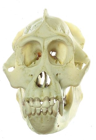 som-zos52-v2-1614675887.jpg