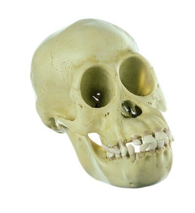 Cranio di giovane scimpanzé