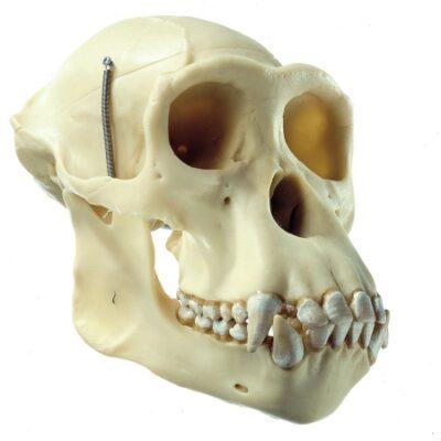 Cranio artificiale di uno scimpanzé