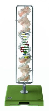 Doppia elica del DNA (DNA di tipo B)