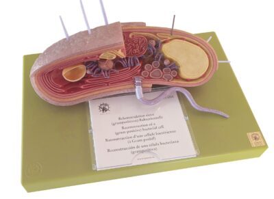 Cellula batterica (gram-positivi)